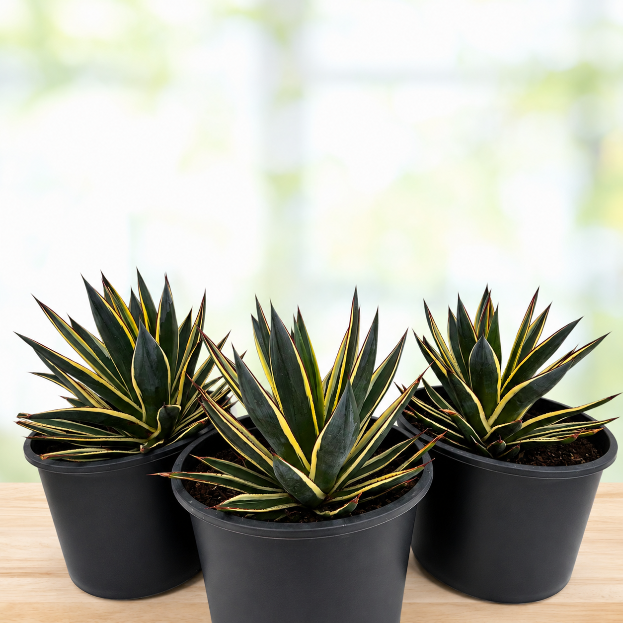 Agave ‘Snow Glow’ (Variegated Blue Glow Agave)
