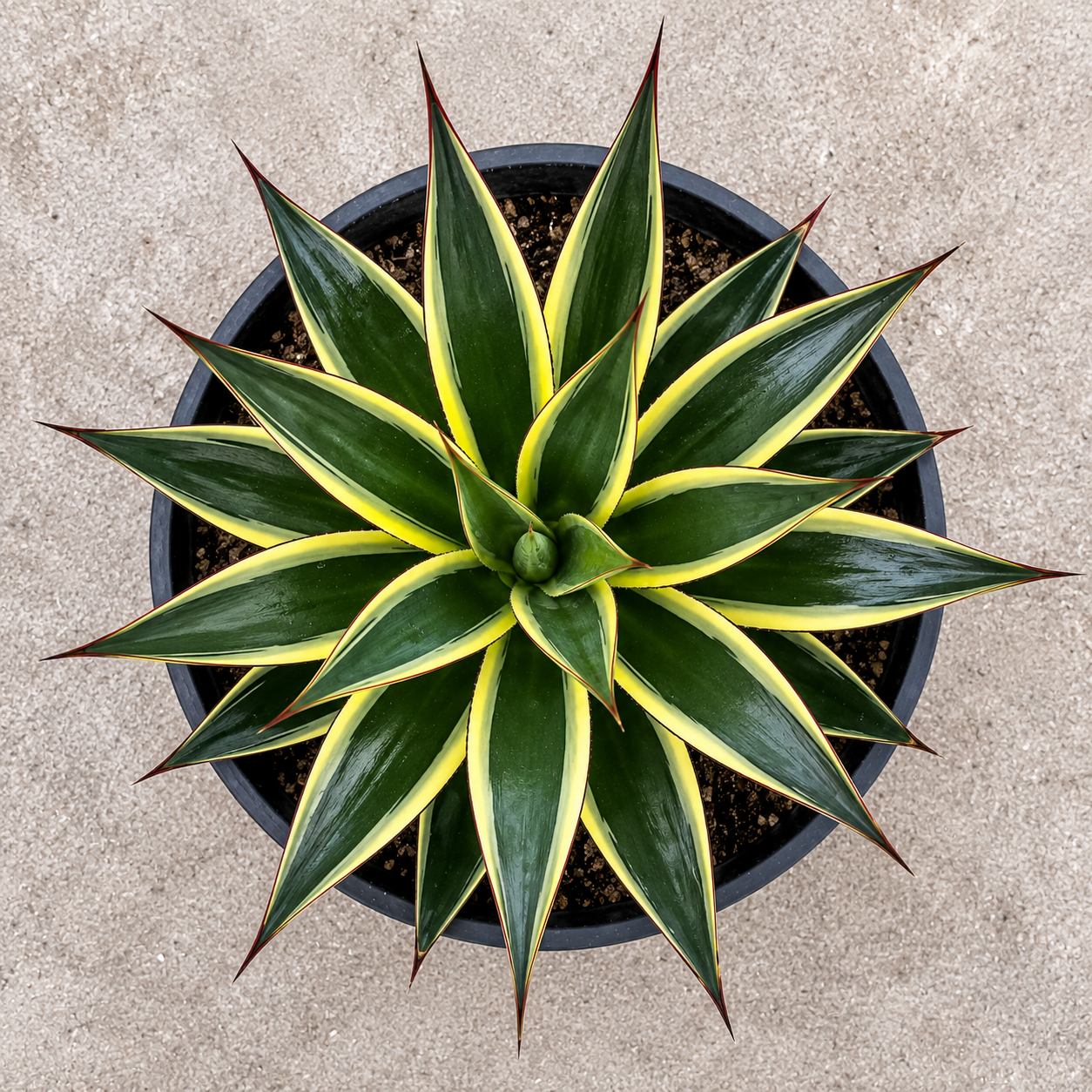 Agave ‘Snow Glow’ (Variegated Blue Glow Agave)