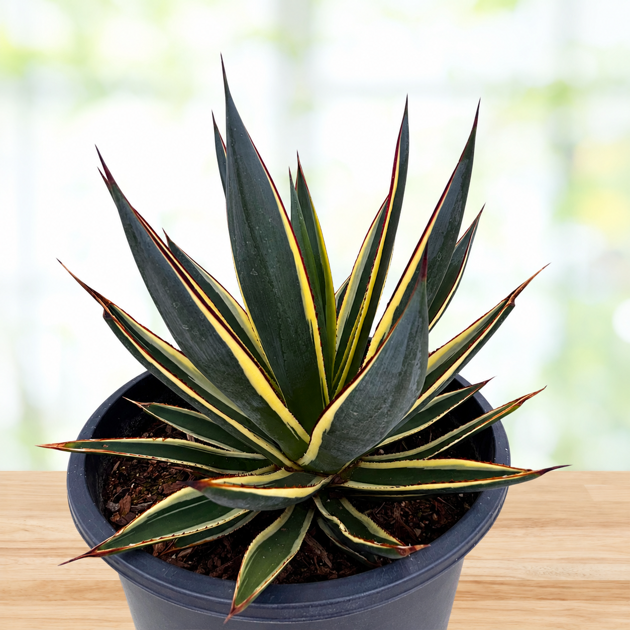 Agave ‘Snow Glow’ (Variegated Blue Glow Agave)