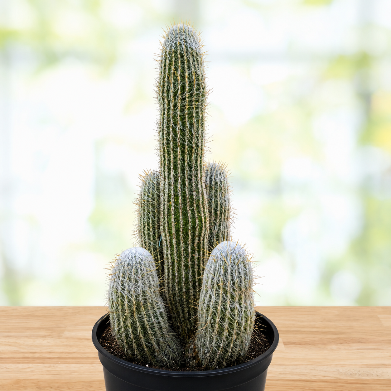 Peruvian Old Man Cactus