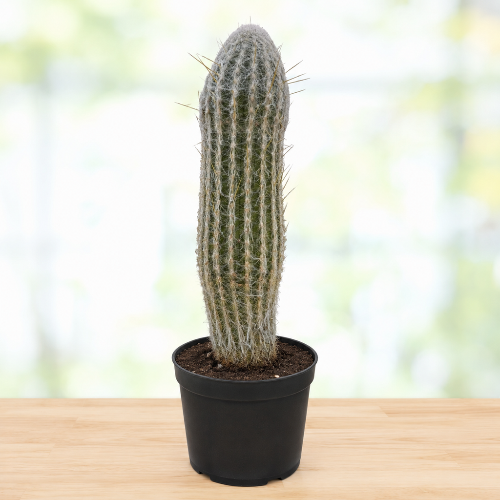 Peruvian Old Man Cactus