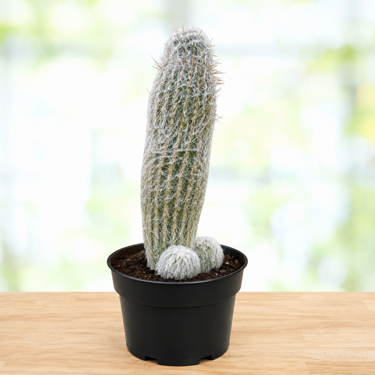 Peruvian Old Man Cactus