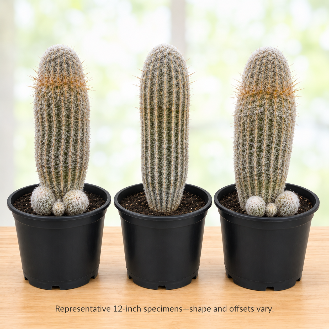 Peruvian Old Man Cactus