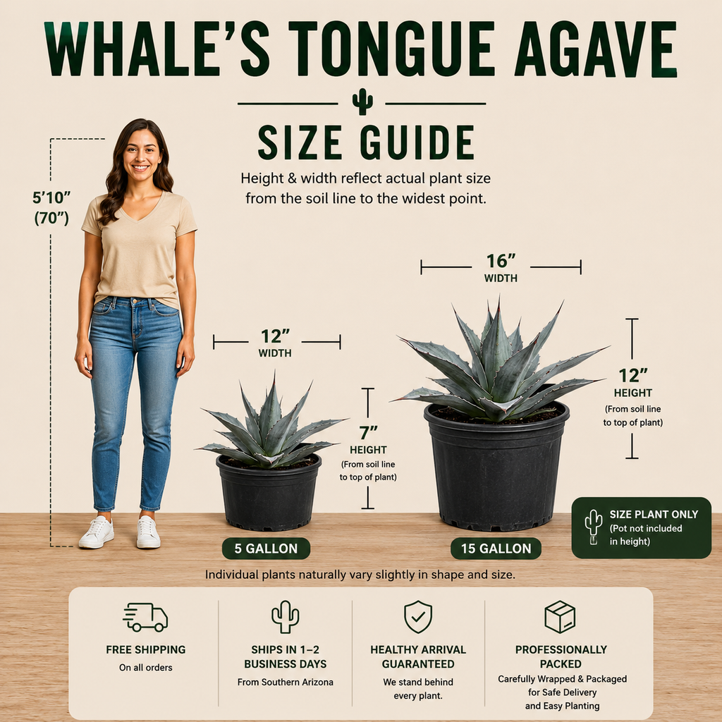 Whale's Tongue Agave | Agave ovatifolia
