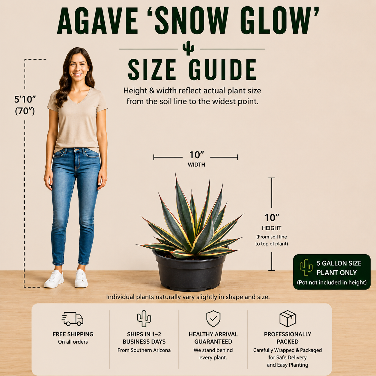 Agave ‘Snow Glow’ (Variegated Blue Glow Agave)