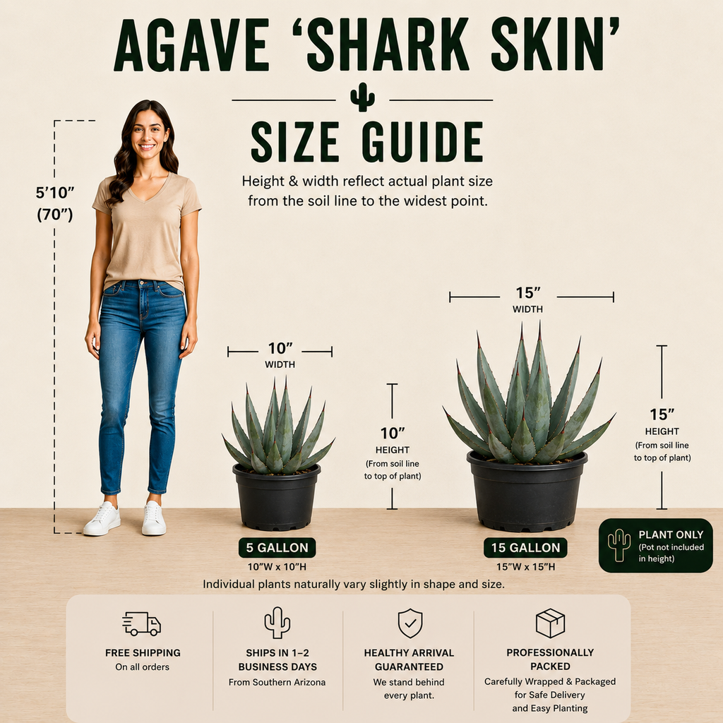 Agave Shark Skin