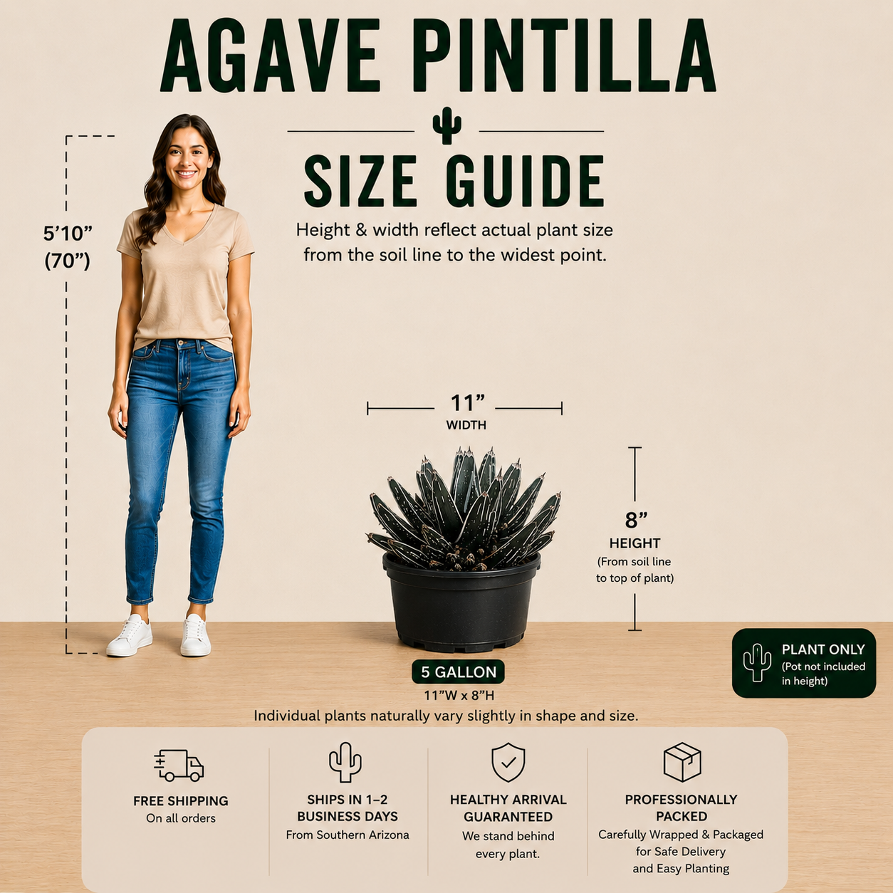 Agave Pintilla