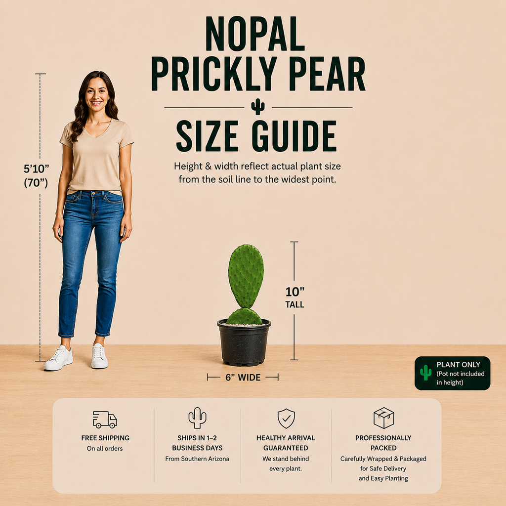 Nopal Prickly Pear