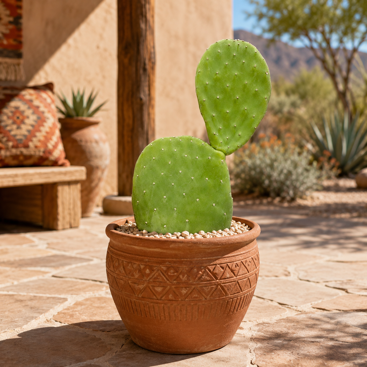 Nopal Prickly Pear