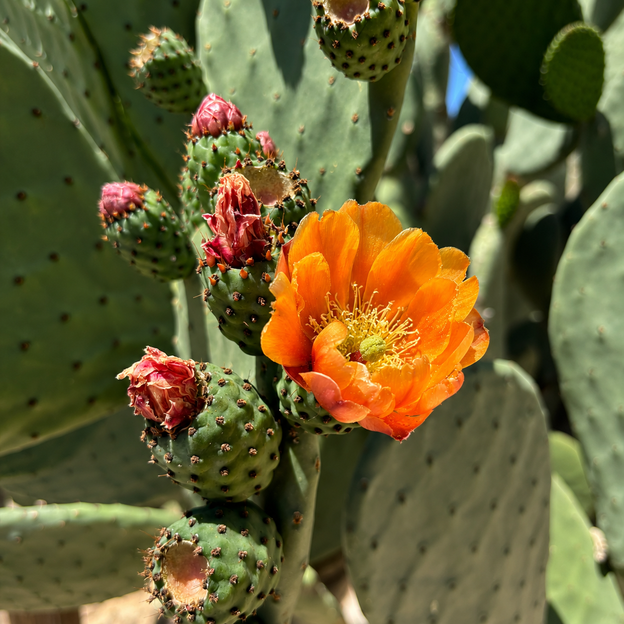 Nopal Prickly Pear