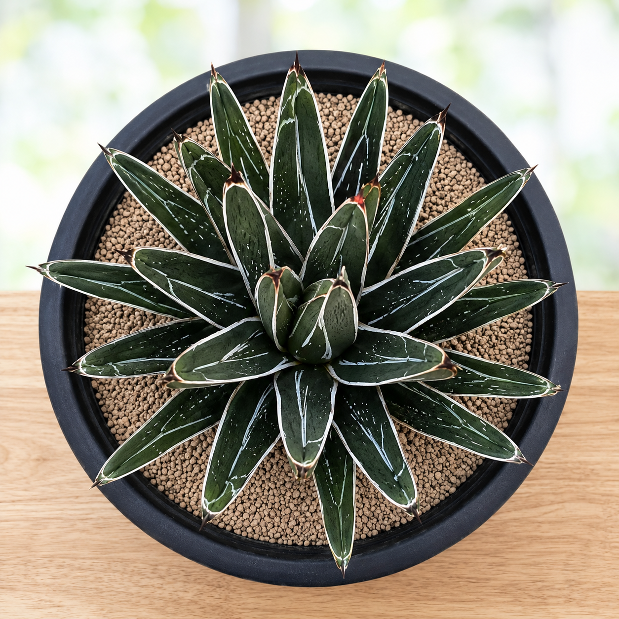 Agave Pintilla