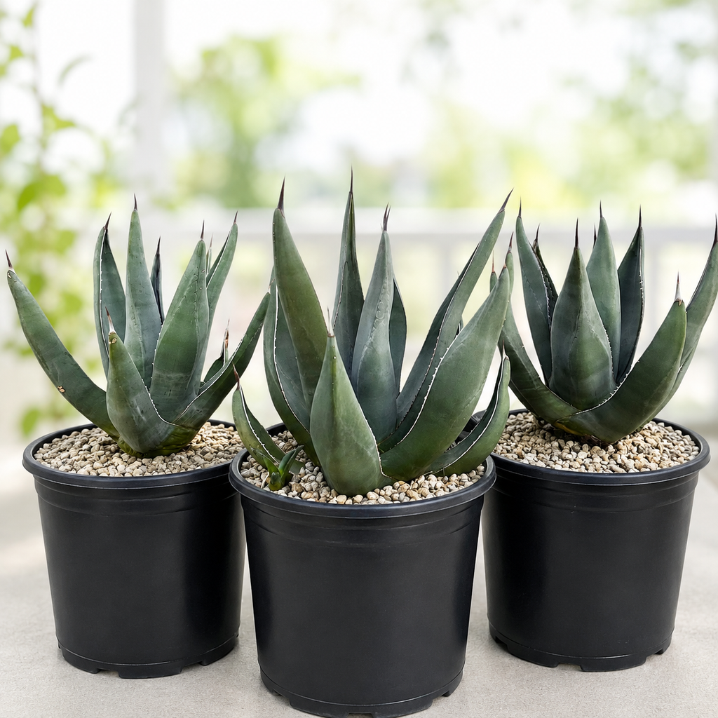 Agave Shark Skin