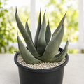 Agave Shark Skin