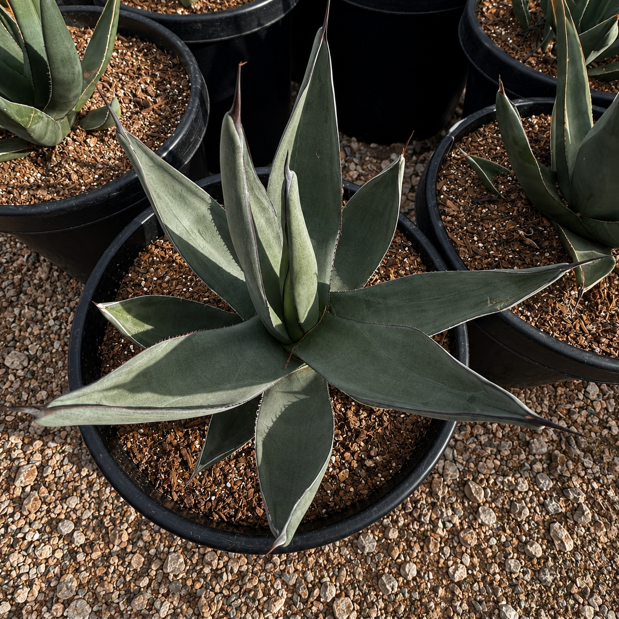 Agave Shark Skin