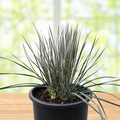 Soap Tree Yucca