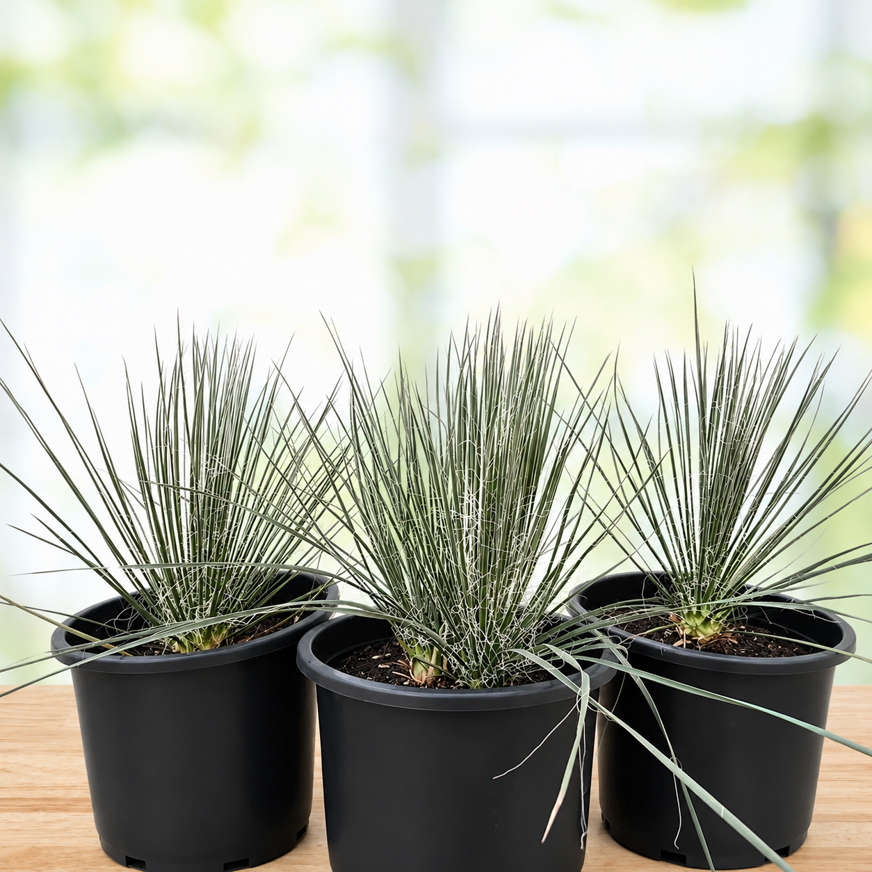 Soap Tree Yucca