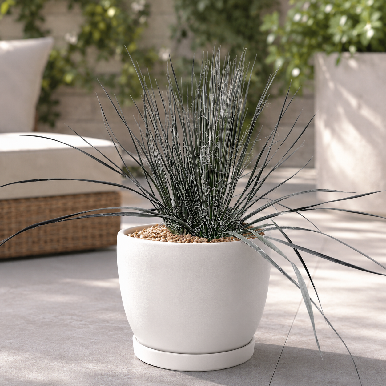 Soap Tree Yucca