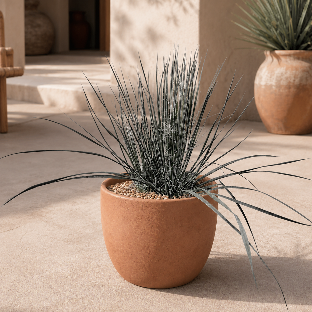 Soap Tree Yucca