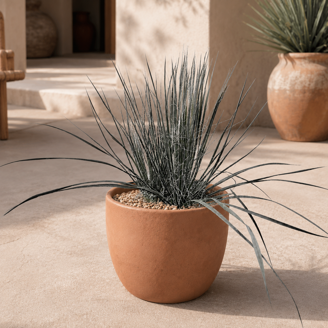 Soap Tree Yucca