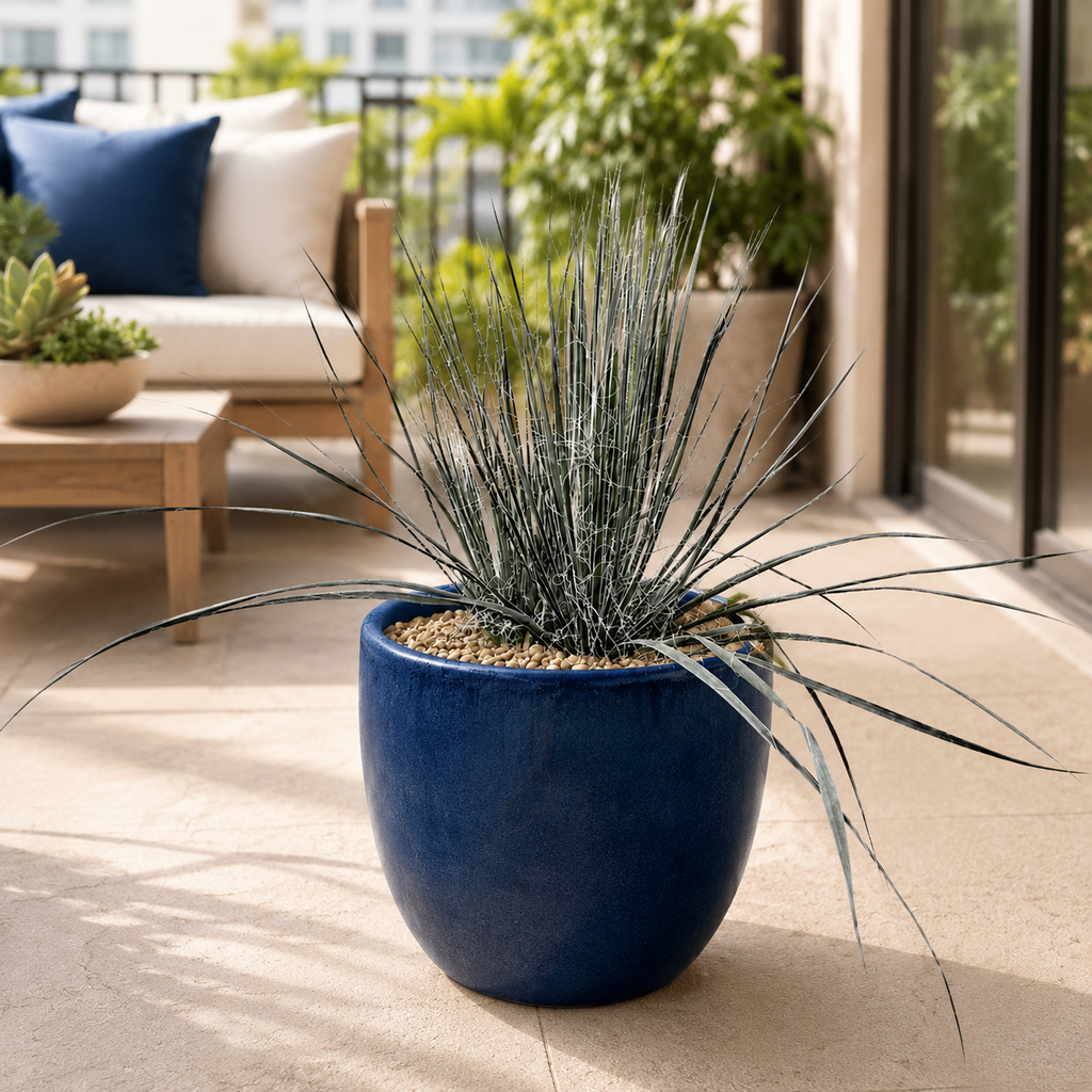 Soap Tree Yucca