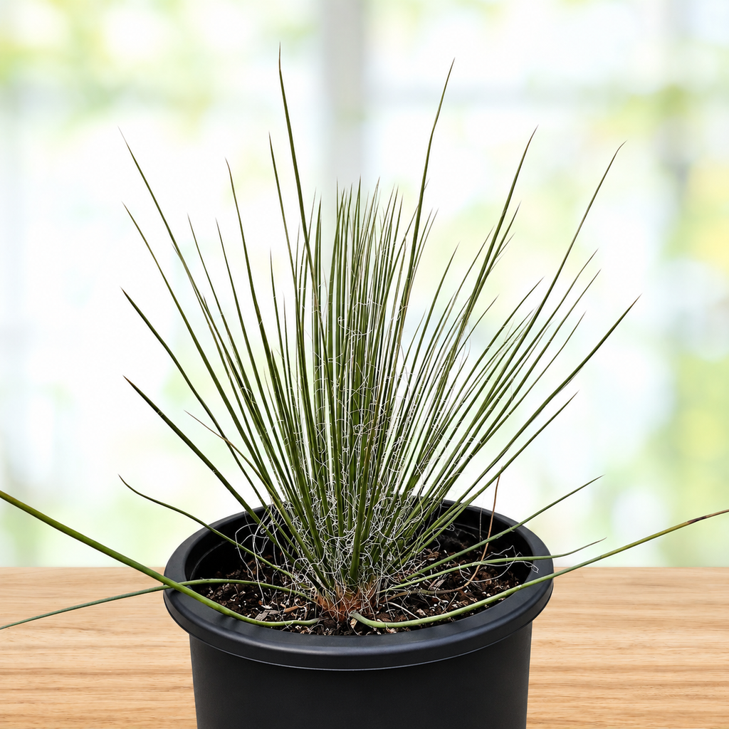 Soap Tree Yucca