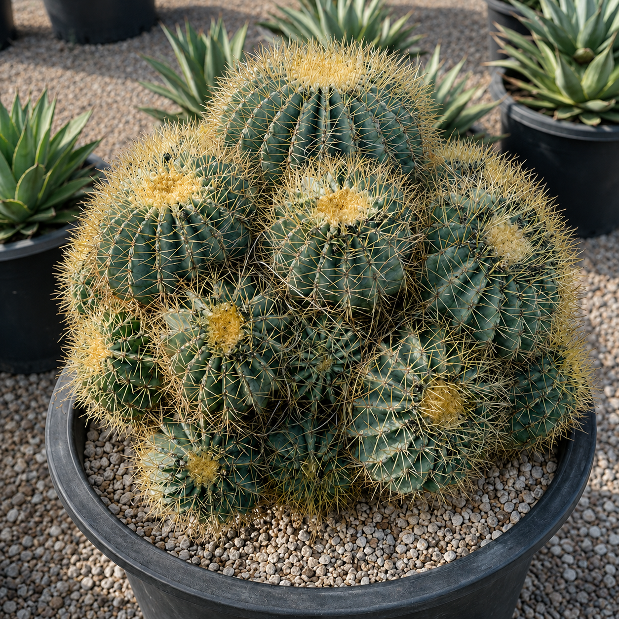Blue Barrel Cactus