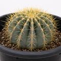 Blue Barrel Cactus