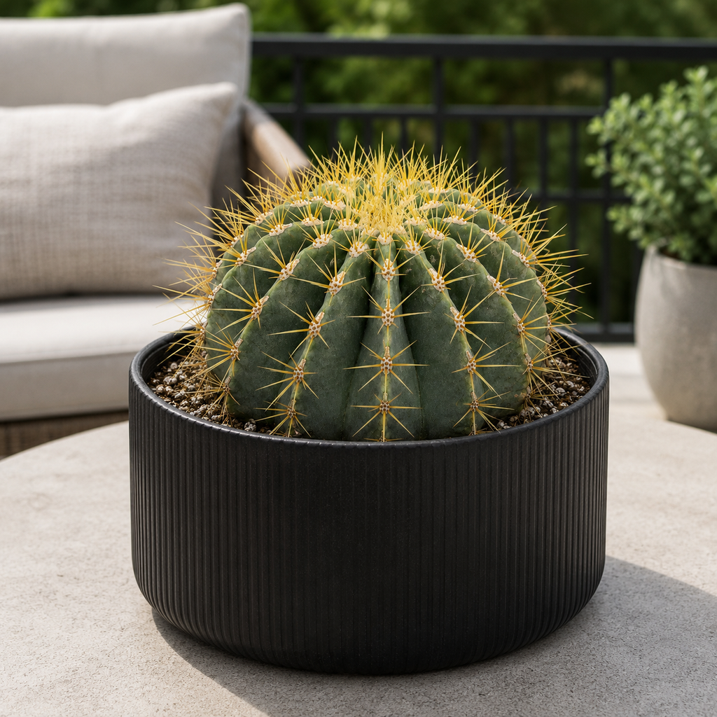 Blue Barrel Cactus