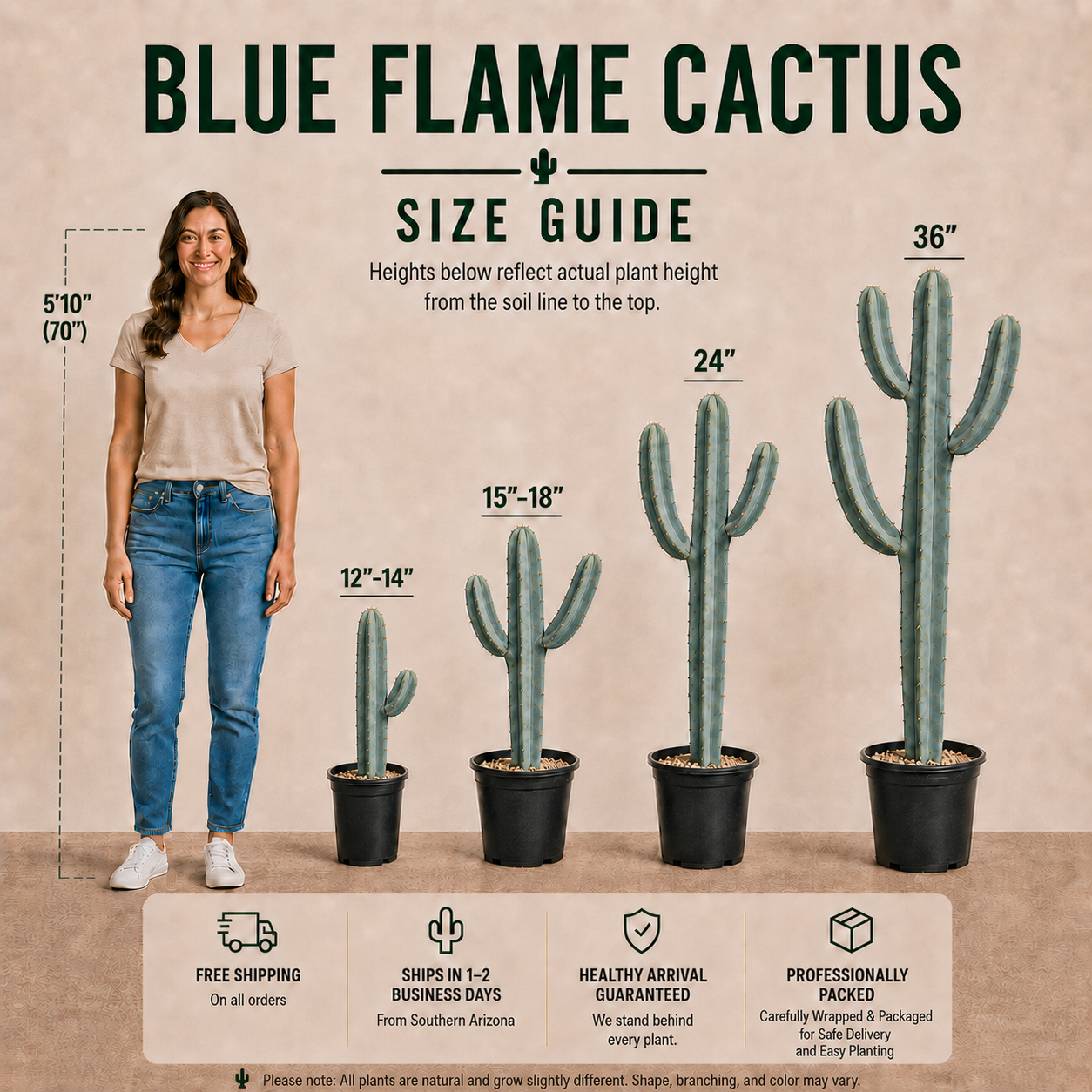Blue Flame Cactus