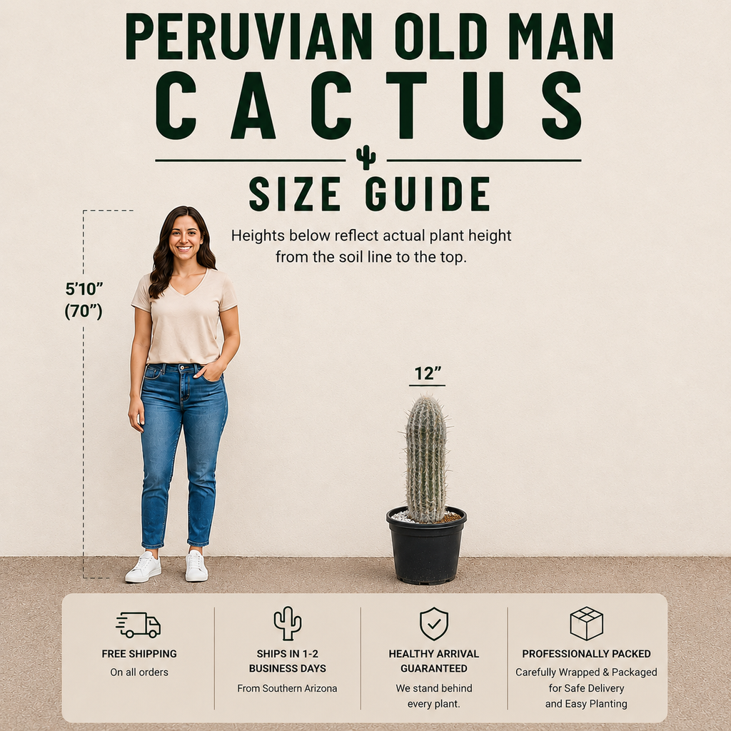 Peruvian Old Man Cactus
