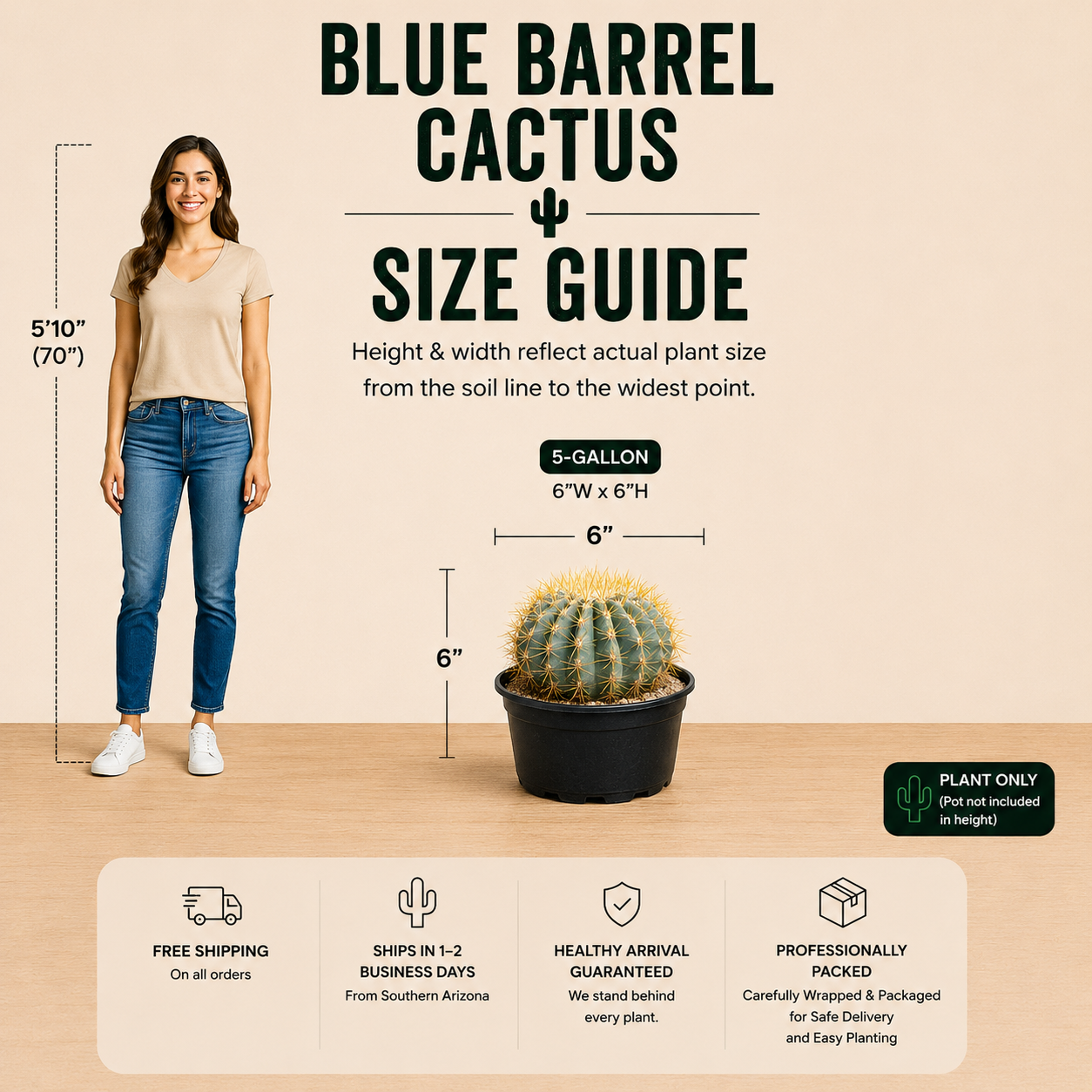 Blue Barrel Cactus