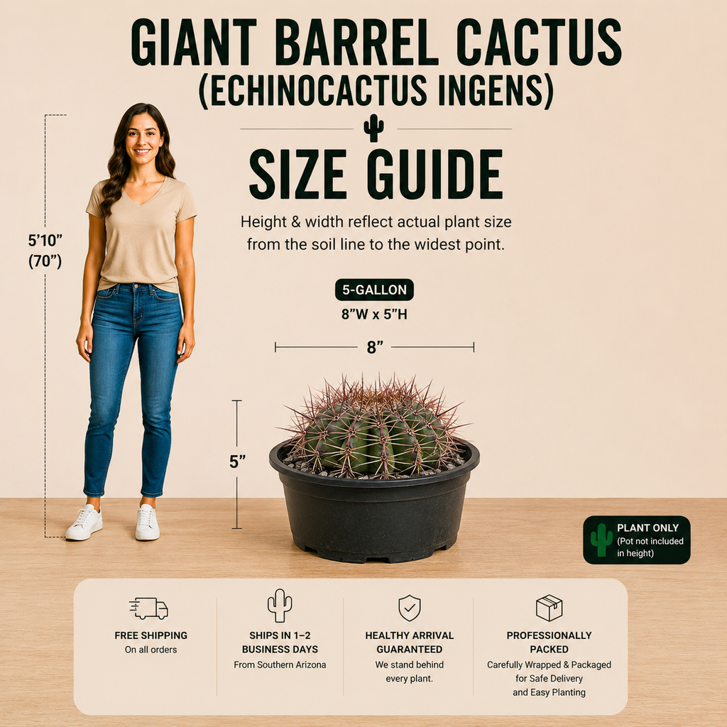Echinocactus ingens