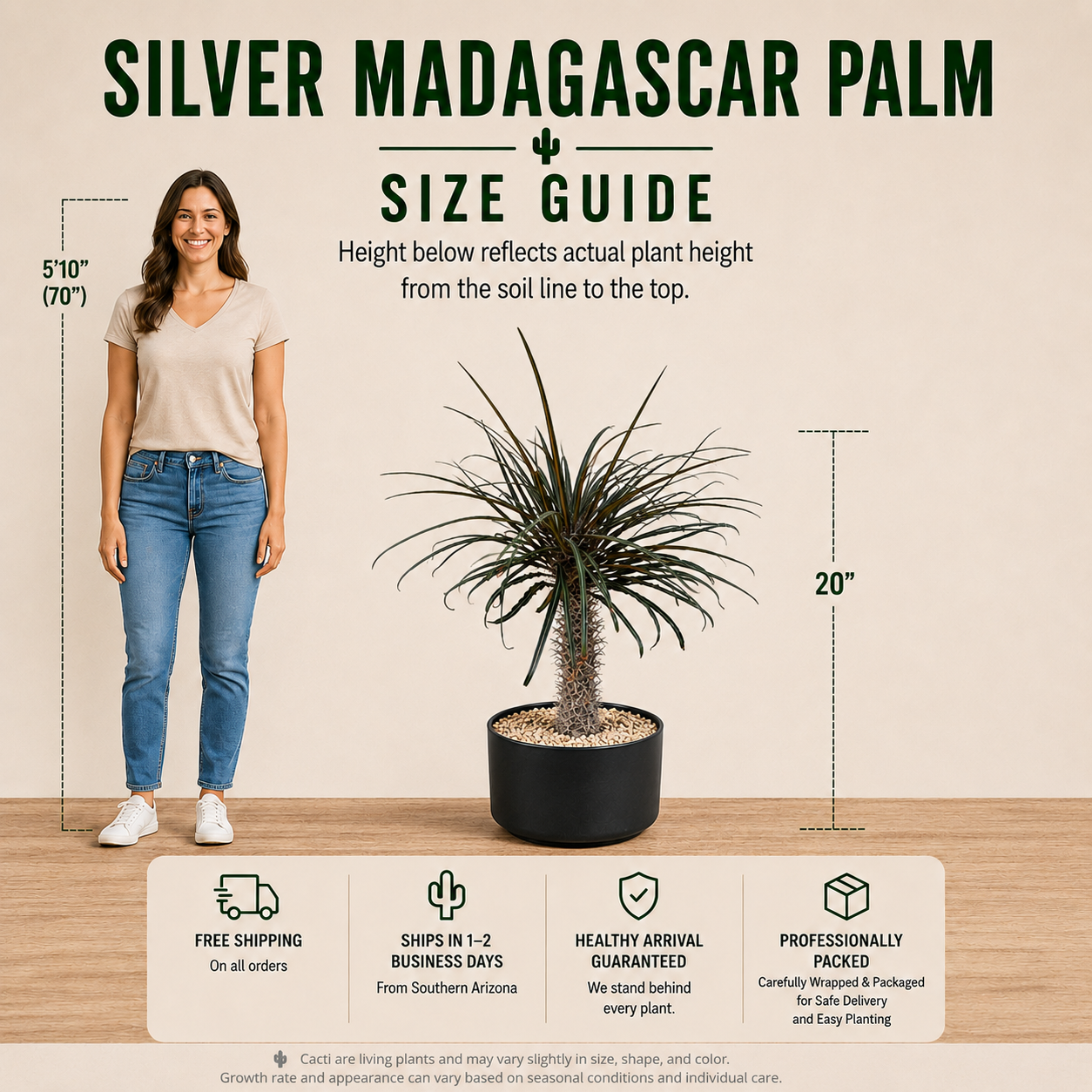 Silver Madagascar Palm