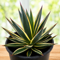 Agave ‘Snow Glow’ (Variegated Blue Glow Agave)