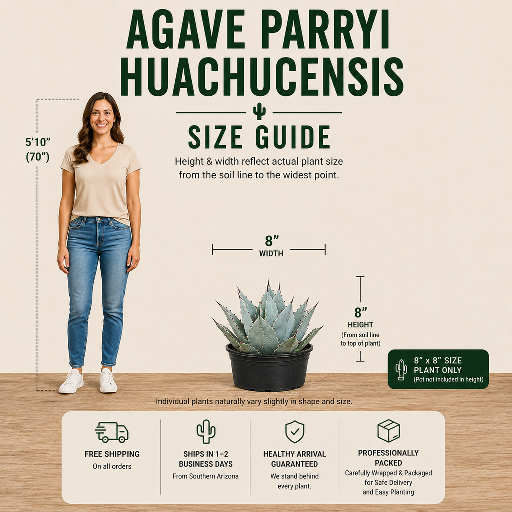 Agave Parryi Huachucensis