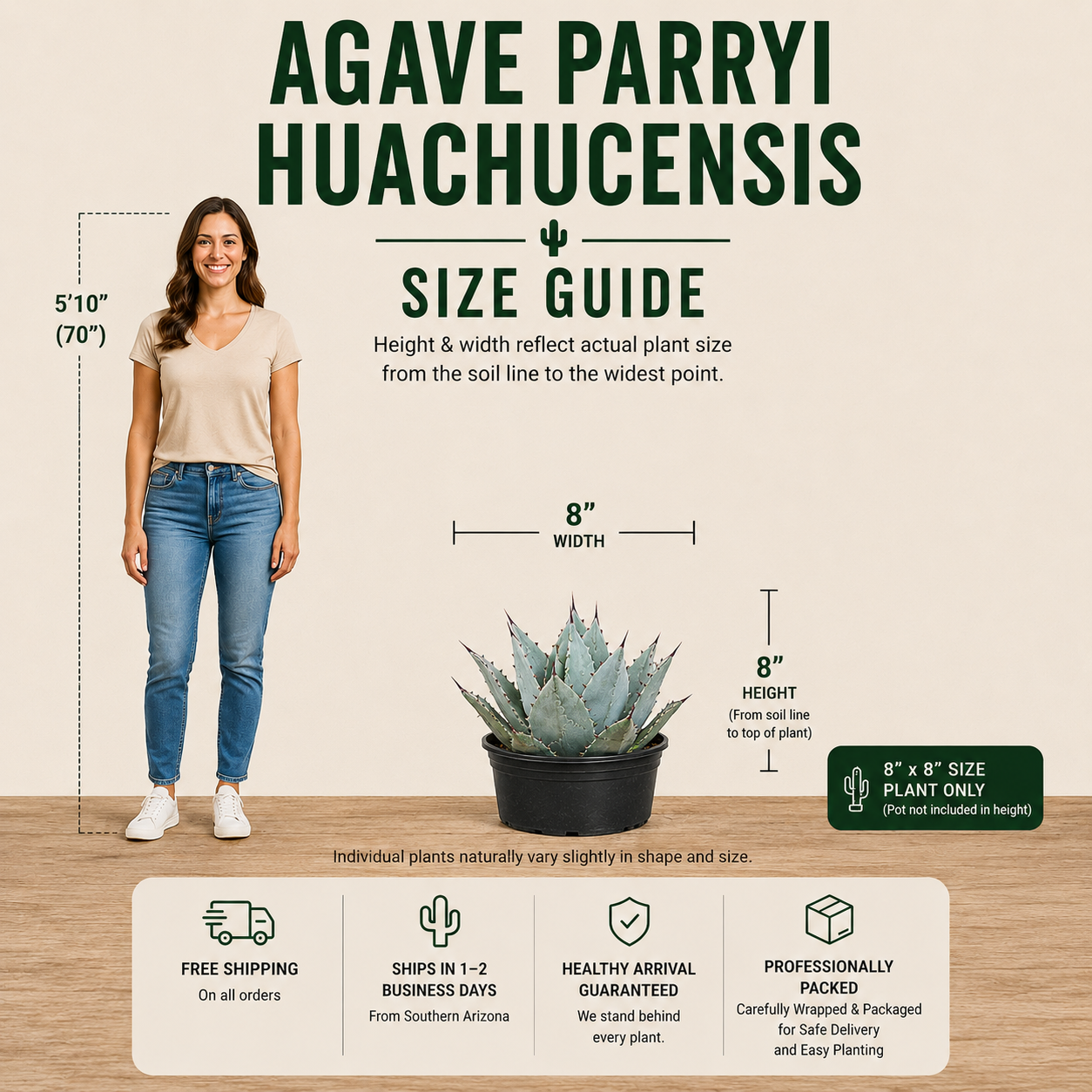 Agave Parryi Huachucensis