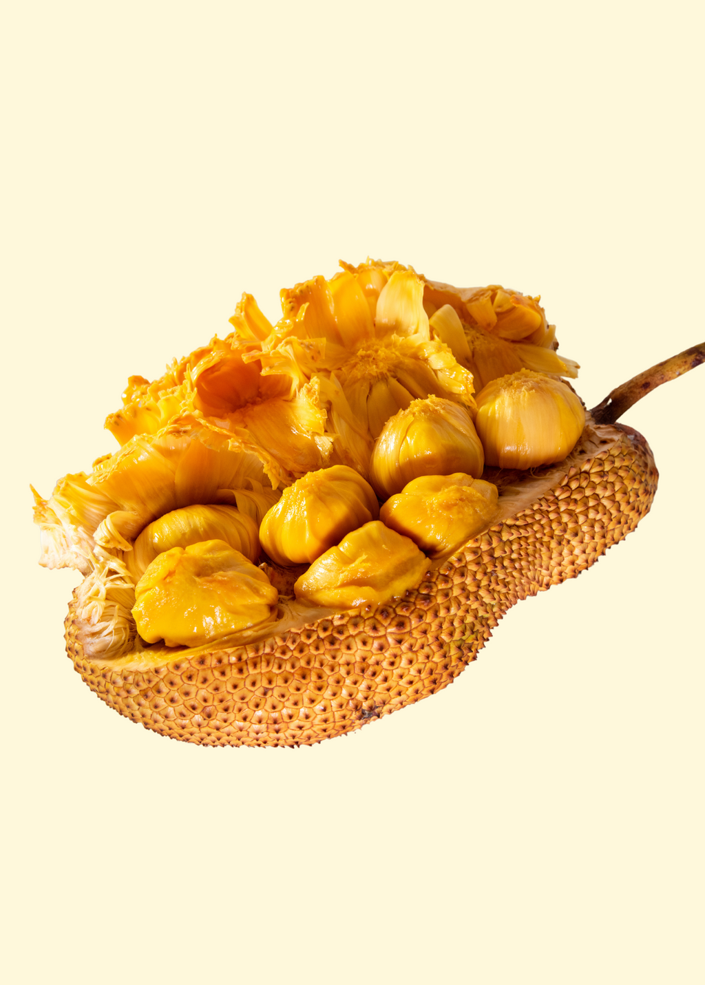 Jackfruit 'Cheena' (Artocarpus heterophyllus x Artocarpus integer)