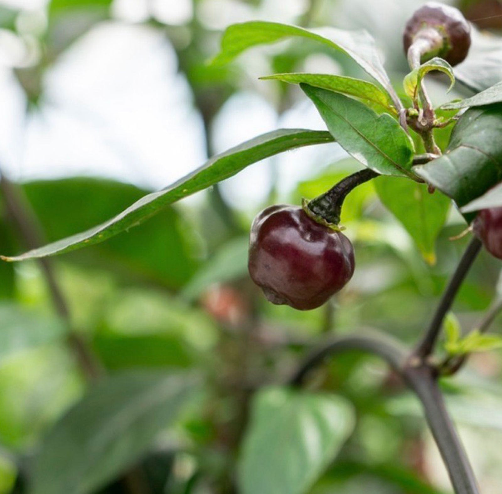 Cheiro Roxa Pepper Seeds