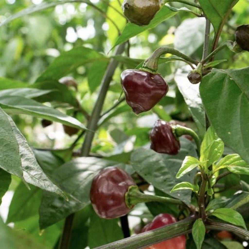 Cheiro Roxa Pepper Seeds