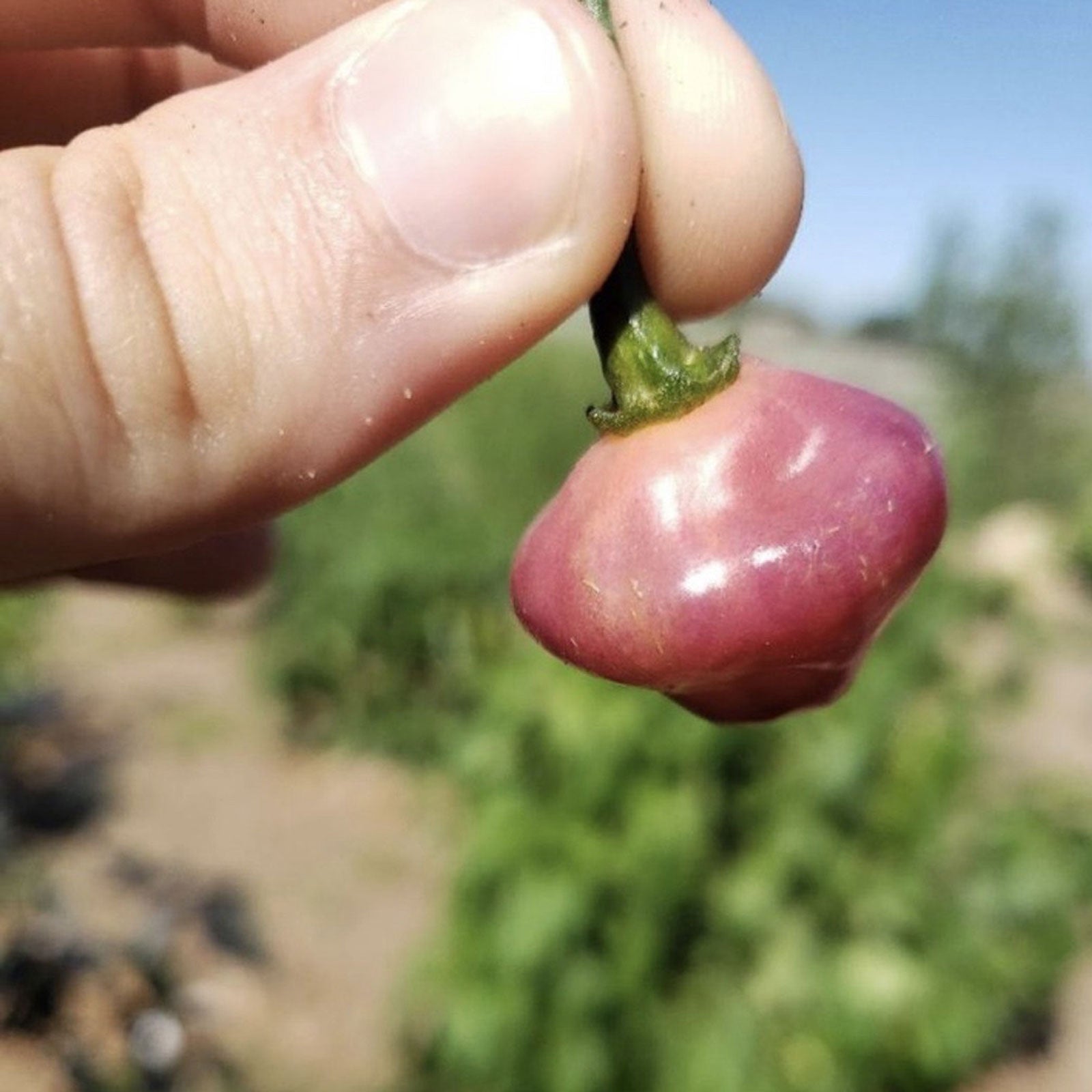 Cheiro Roxa Pepper Seeds