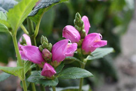 Chelone 'Hot Lips'