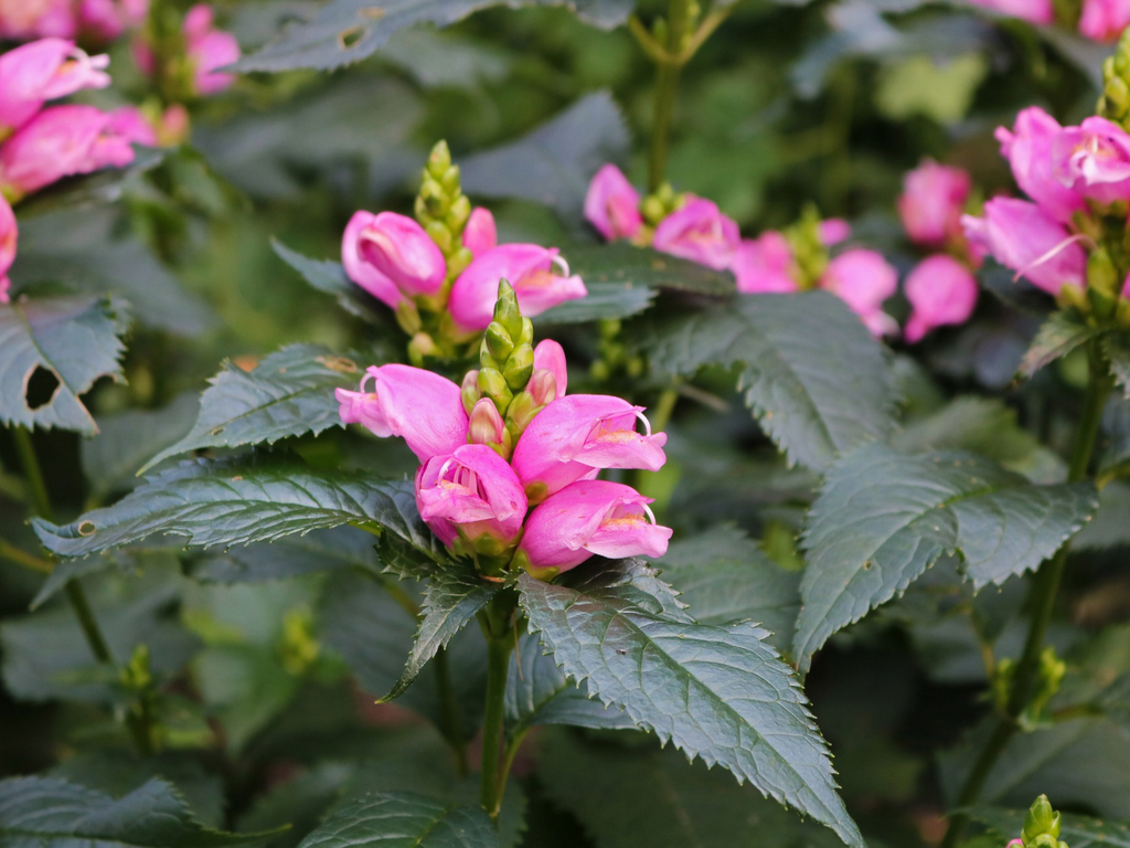 Chelone 'Hot Lips'
