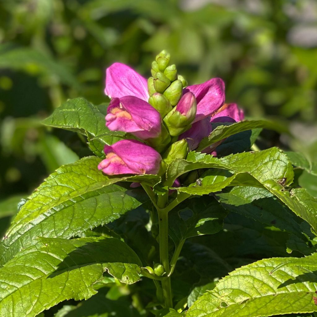 Chelone 'Hot Lips'