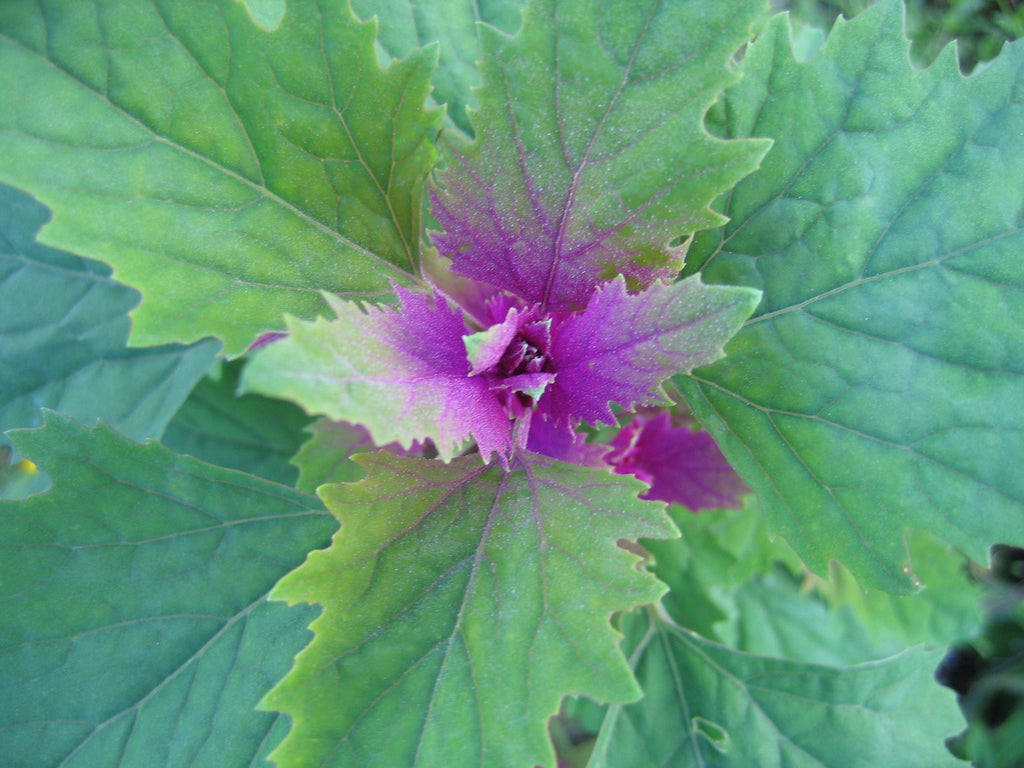 150 Tree Spinach Seeds - Chenopodium giganteum - Giant Goosefoot - Non-GMO