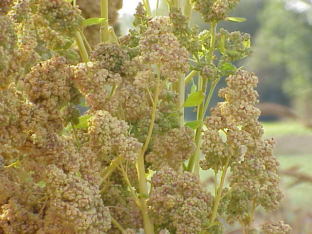 150 Brilliant Rainbow Quinoa Seeds - Chenopodium quinoa - Non-GMO Ancient Grain!