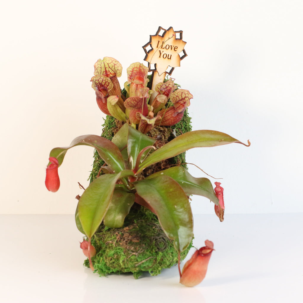 Carnivorous Chic in Heels Kit -DIY
