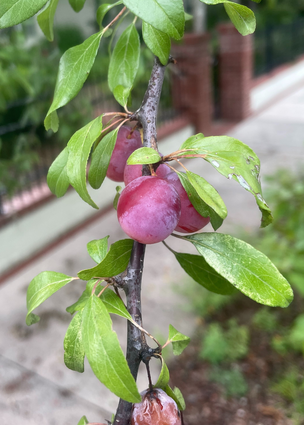 Chickasaw Plum (Prunus angustifolia)