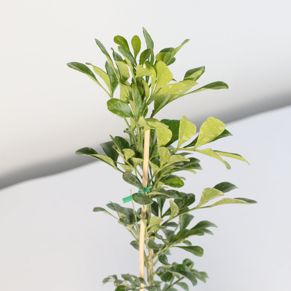 Chinese Perfume Plant