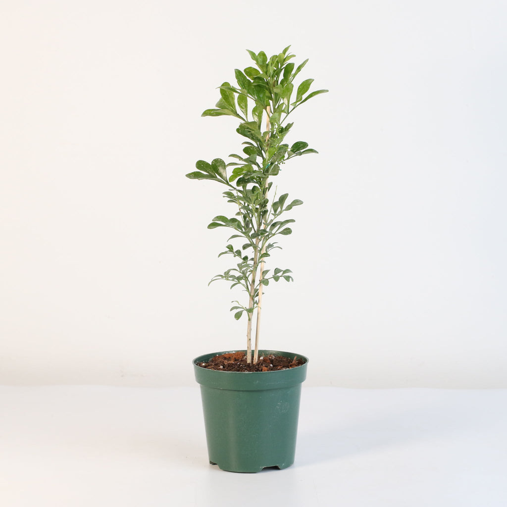 Chinese Perfume Plant