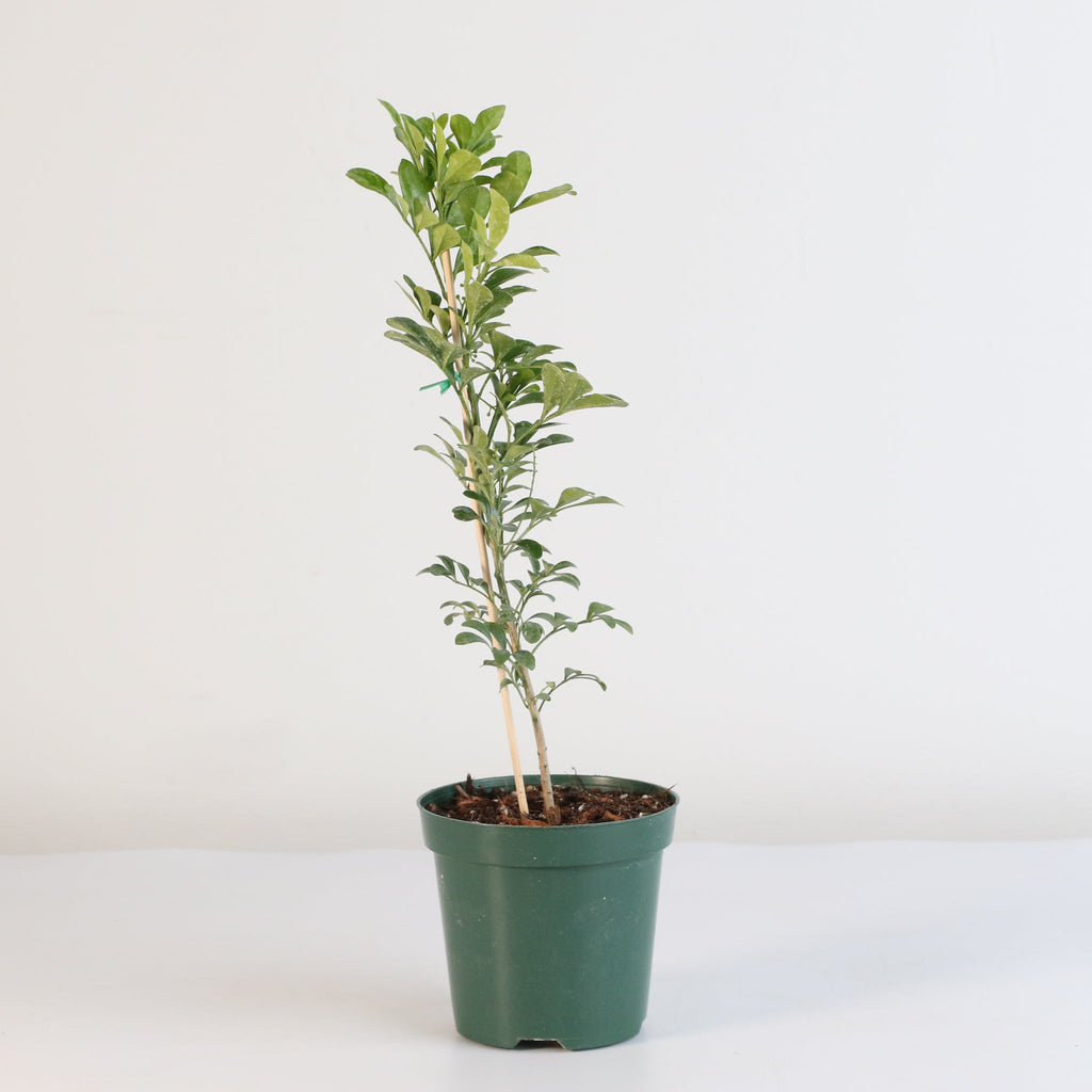 Chinese Perfume Plant